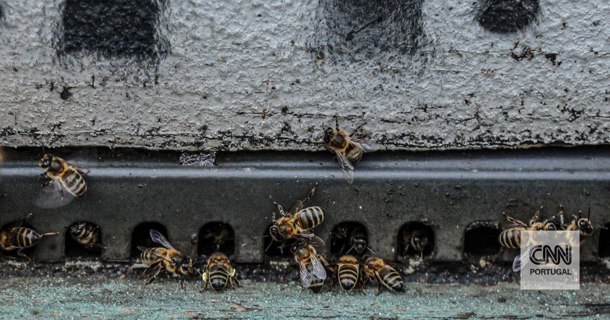 Flores por todo o lado pode ser a solução para a ameaça a um dos animais mais importantes do mundo