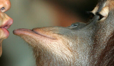 Primeiro beijo ocorreu há até 21 milhões de anos - 19/11/2025 - Ciência