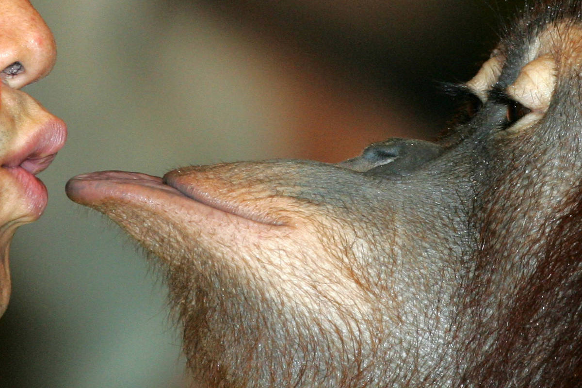 Primeiro beijo ocorreu há até 21 milhões de anos - 19/11/2025 - Ciência