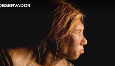 Narizes dos Neandertais não adquiriram adaptações para frio – Observador