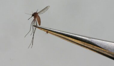 Quase 50 mil pessoas internadas em Cuba com sintomas de dengue ou chikungunya