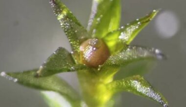 Musgo sobrevive nove meses no espaço e reproduz-se na Terra