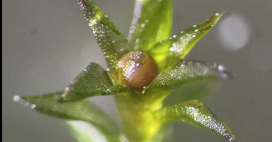 Musgo sobrevive nove meses no espaço e reproduz-se na Terra