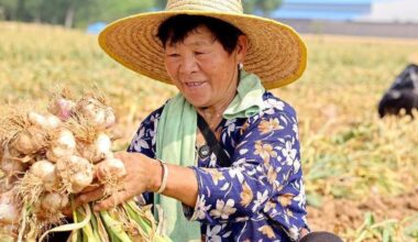 Conheça história do alho e suas propriedades medicinais - 23/11/2025 - Equilíbrio