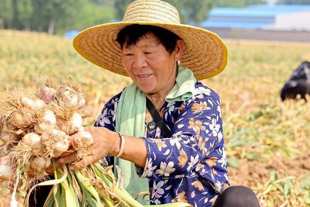 Conheça história do alho e suas propriedades medicinais - 23/11/2025 - Equilíbrio