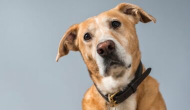 Pesquisadores explicam como cães podem identificar convulsões – Noticias R7