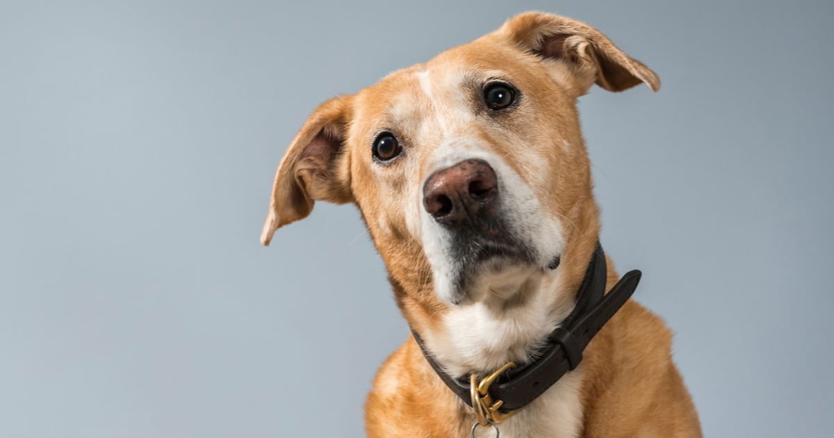 Pesquisadores explicam como cães podem identificar convulsões – Noticias R7