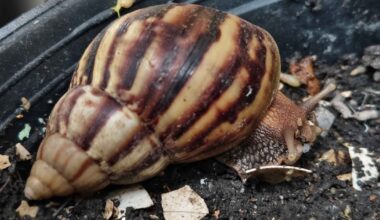 Animais invasores dominam habitats brasileiros e já provocam grandes impactos ambientais – Noticias R7