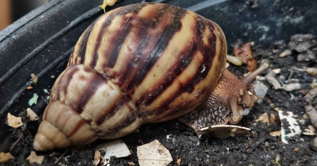 Animais invasores dominam habitats brasileiros e já provocam grandes impactos ambientais – Noticias R7