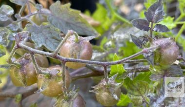Os tomates das Galápagos parecem estar a regredir. Eis o que isso pode significar