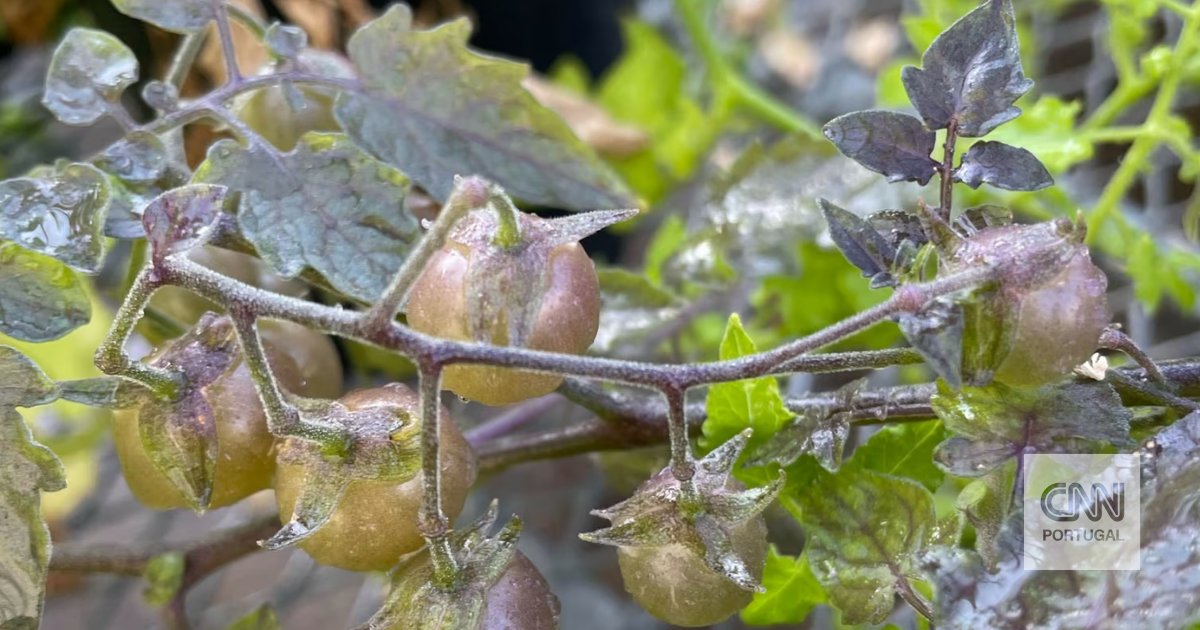 Os tomates das Galápagos parecem estar a regredir. Eis o que isso pode significar