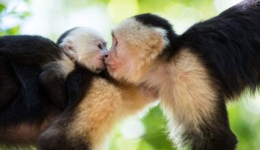 Neandertais e primatas antigos já se beijavam, aponta estudo inovador – Noticias R7