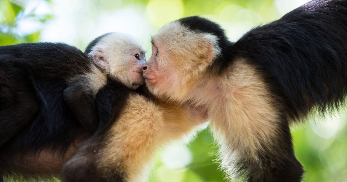Neandertais e primatas antigos já se beijavam, aponta estudo inovador – Noticias R7