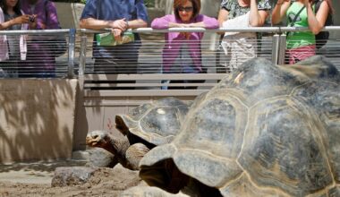Morreu a tartaruga 'Avó' do Jardim Zoológico de San Diego aos 141 anos