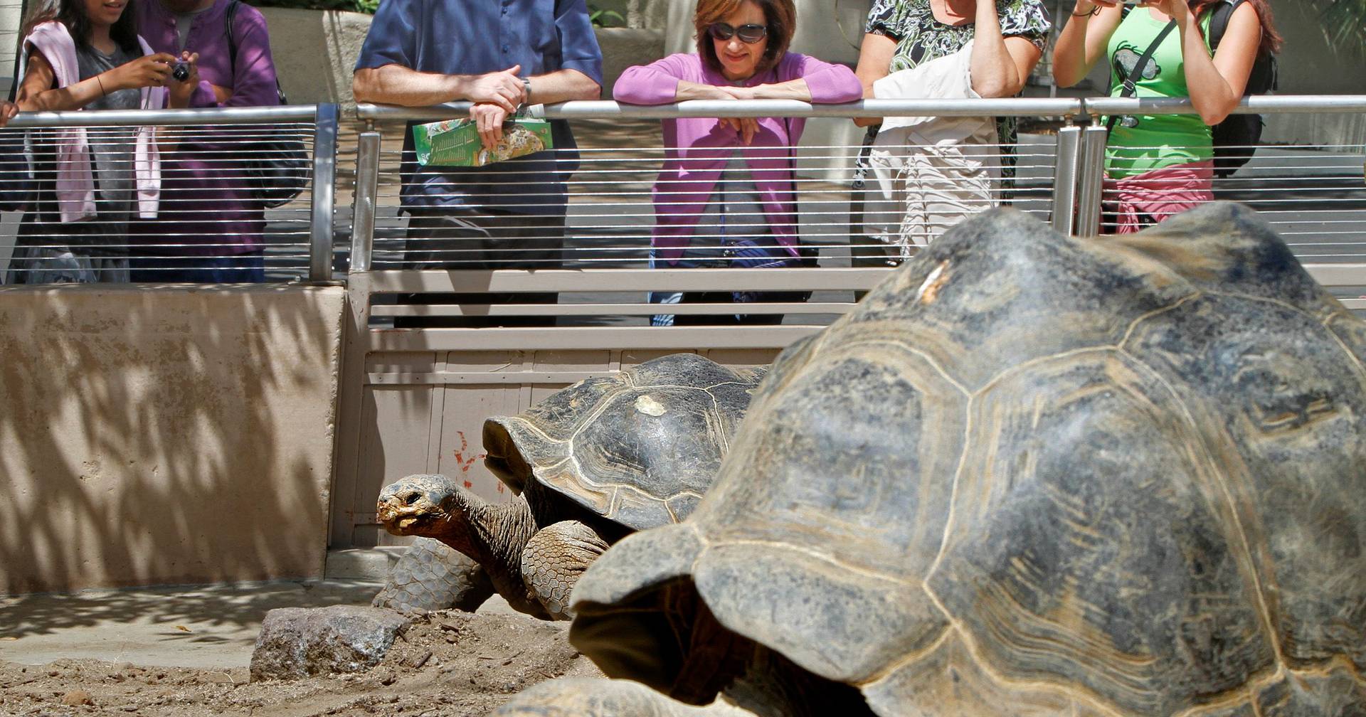 Morreu a tartaruga 'Avó' do Jardim Zoológico de San Diego aos 141 anos