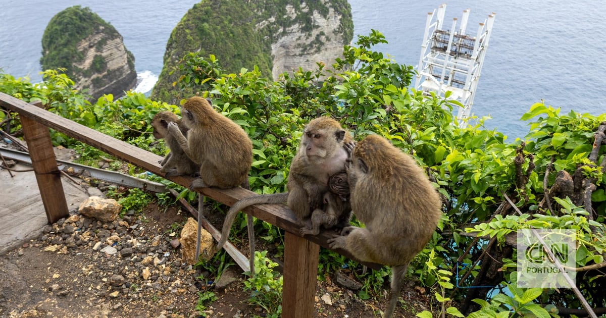 Governador de Bali manda demolir polémico elevador de vidro