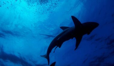 Homem ficou em estado crítico ao tentar salvar namorada de tubarão na Austrália