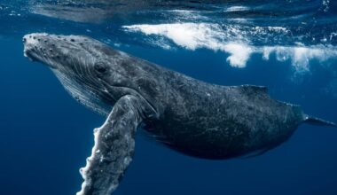 Baleias e golfinhos mostram níveis recordes de substâncias químicas em águas profundas – Noticias R7