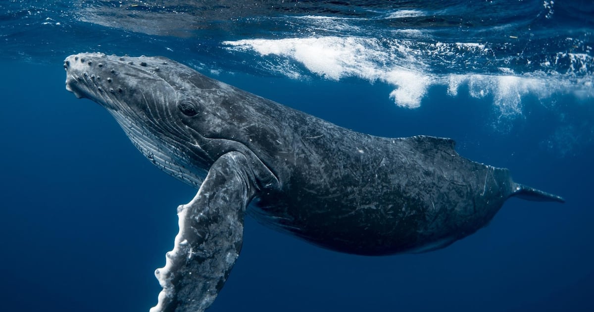 Baleias e golfinhos mostram níveis recordes de substâncias químicas em águas profundas – Noticias R7