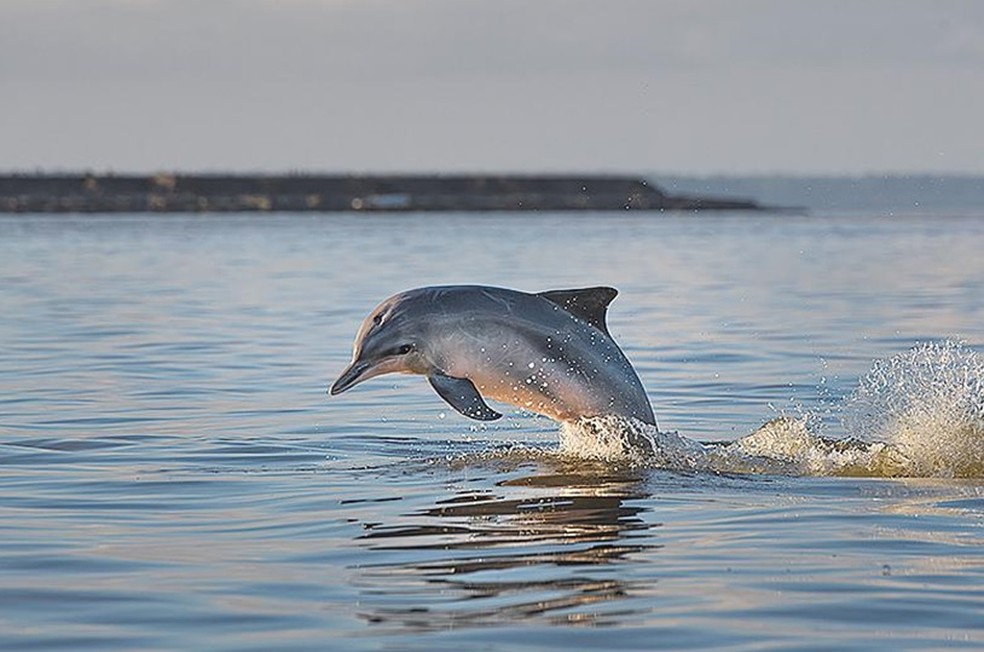 Na região onde a Amazônia encontra o oceano pode haver híbridos do tucuxi com o boto cinza, que vive no mar — Foto: Divulgação/Luciano Candisani