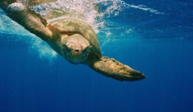 Tartarugas e rotas migratórias: hipóteses movimento comunidade científica  -  (crédito: Reprodução/Projeto Tamar)