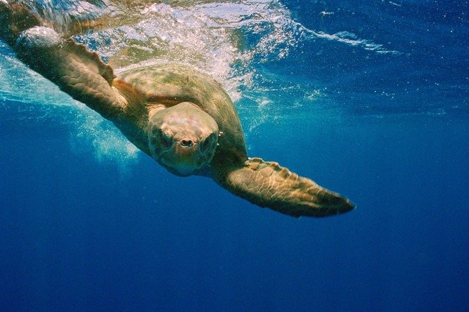 Tartarugas e rotas migratórias: hipóteses movimento comunidade científica  -  (crédito: Reprodução/Projeto Tamar)