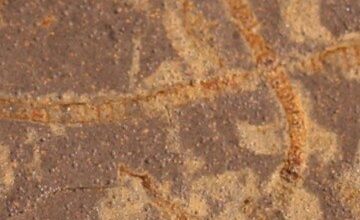 Um dos primeiros registros fósseis de algas marinhas conhecidos -  (crédito: Katie Maloney)