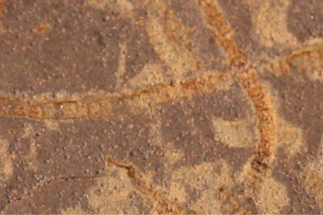 Um dos primeiros registros fósseis de algas marinhas conhecidos -  (crédito: Katie Maloney)