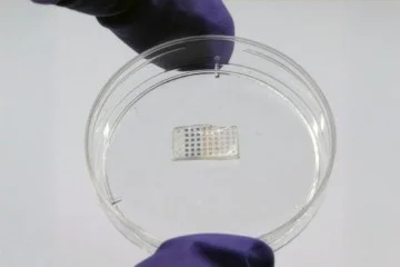 Adesivo cardíaco ajuda na regeneração após infarto; entenda