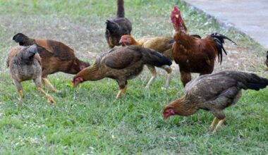 Especialistas alertam para a comercialização de galinhas vivas: atenção aos riscos -  (crédito: Minervino Júnior/CB/D.A.Press)