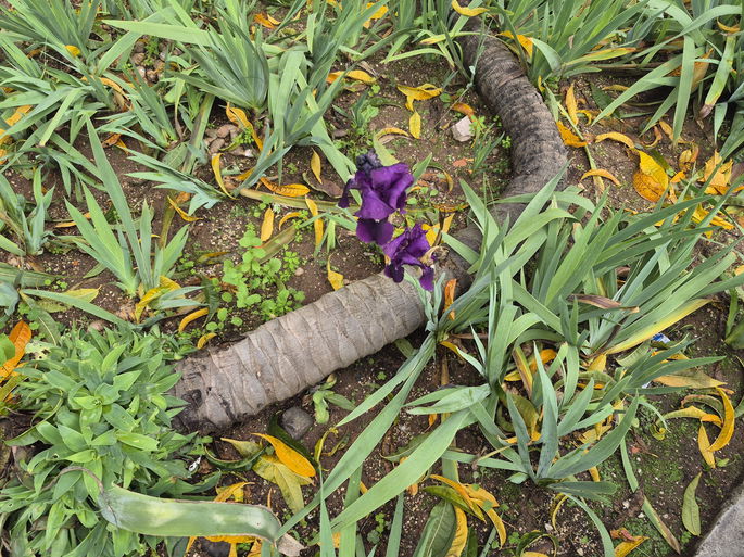 Samsung Galaxy S25 FE sensor principal flor roxa