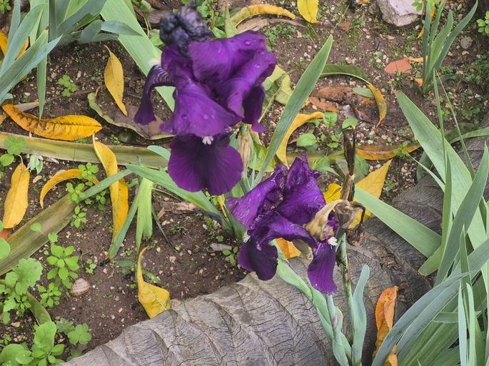 Samsung Galaxy S25 FE sensor telefoto