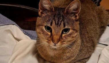 O gato Smokey voltou a casa, no Porto — quatro meses e 60 quilómetros depois | Animais