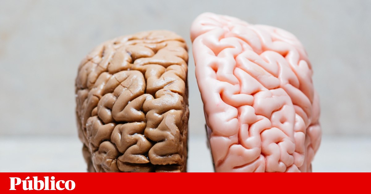 Revelado o primeiro esboço do atlas do cérebro em desenvolvimento | Neurociências