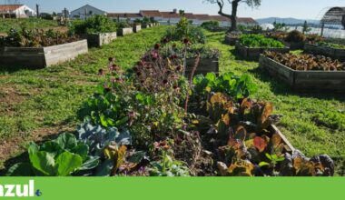 Solos a morrer não nos alimentam. A agricultura regenerativa pode salvá-los? | Agricultura