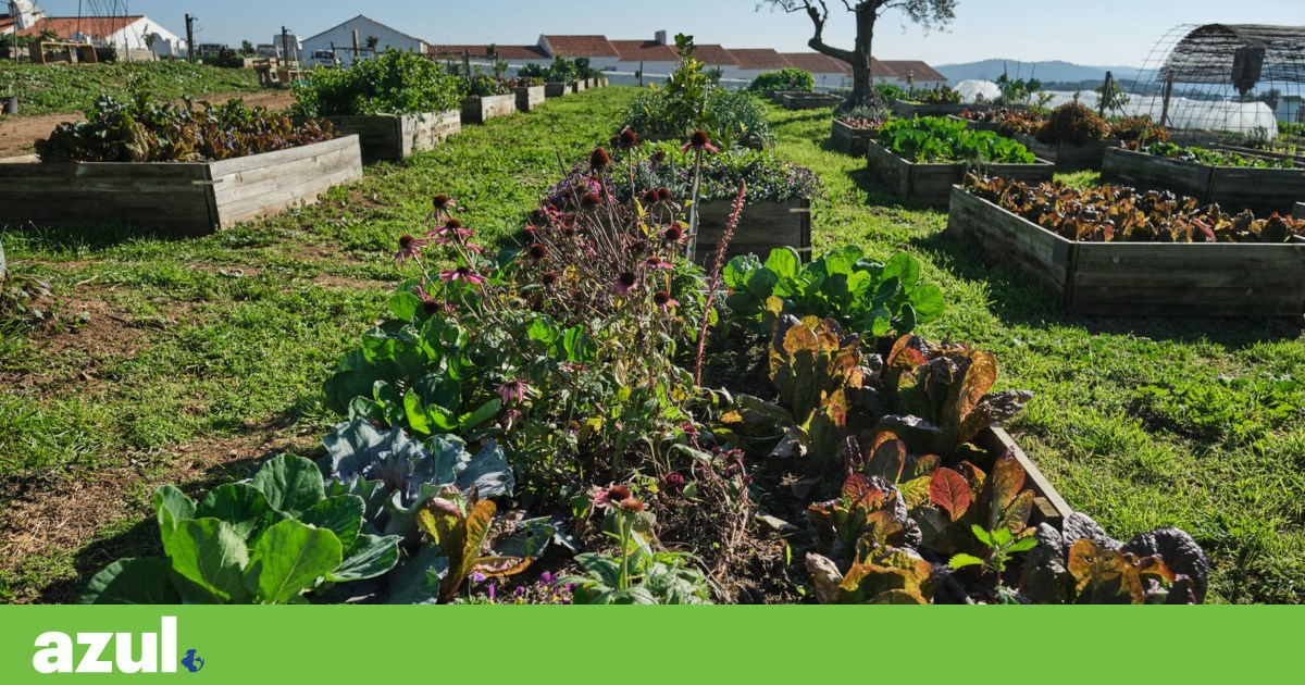 Solos a morrer não nos alimentam. A agricultura regenerativa pode salvá-los? | Agricultura