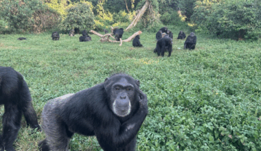 Cientistas descobrem que chimpanzés conseguem tomar decisões racionais | Primatas