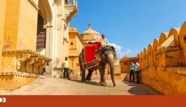 Os elefantes outrora sagrados na Índia agora atacam “por pura frustração” | Pet