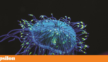 Quarta na TV: fluorescência e Eddie Murphy no Palm Royale | Televisão