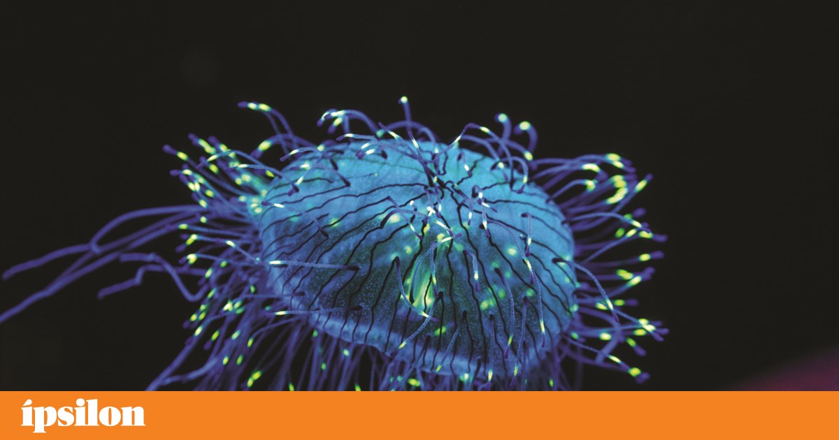 Quarta na TV: fluorescência e Eddie Murphy no Palm Royale | Televisão