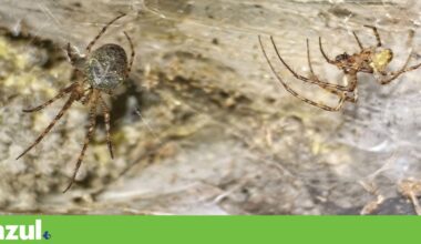 Maior teia de aranha do mundo descoberta na Albânia | Biodiversidade