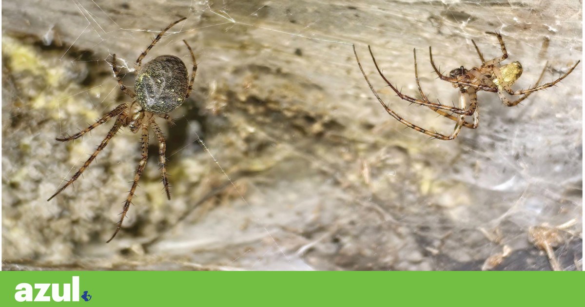 Maior teia de aranha do mundo descoberta na Albânia | Biodiversidade