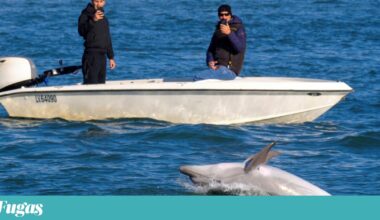 Mimmo, o golfinho que encanta os turistas de Veneza (e preocupa os especialistas) | Veneza
