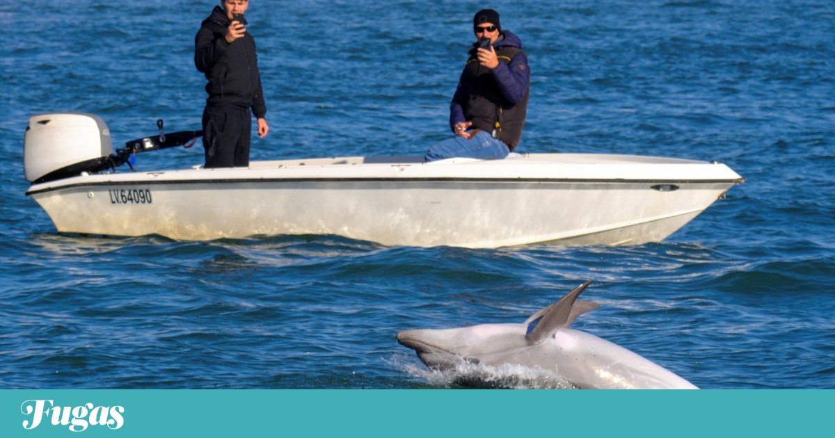 Mimmo, o golfinho que encanta os turistas de Veneza (e preocupa os especialistas) | Veneza