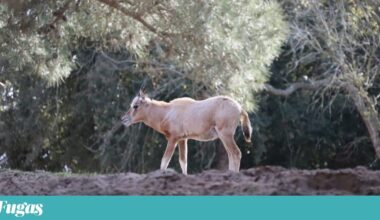No Natal do Alentejo há uma nova estrela: nasceu o Rudolfo no Badoca | Animais