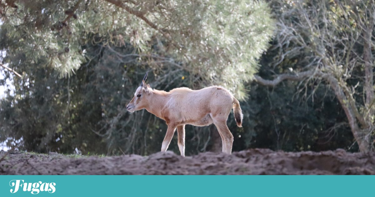 No Natal do Alentejo há uma nova estrela: nasceu o Rudolfo no Badoca | Animais