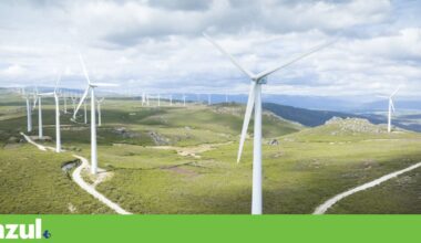 Projectos de eólicas e solares não podem ameaçar biodiversidade. “Maioria é alterada” | Conservação da natureza