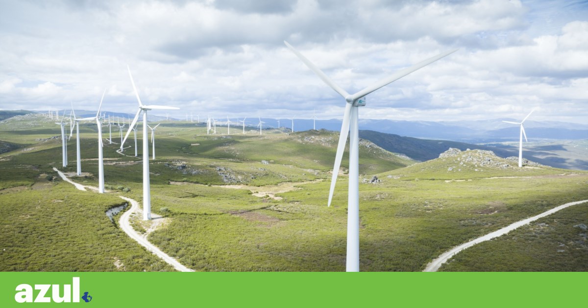 Projectos de eólicas e solares não podem ameaçar biodiversidade. “Maioria é alterada” | Conservação da natureza