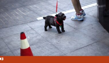 Três cães terão morrido electrocutados em espaços públicos de Lisboa e Odivelas | Animais