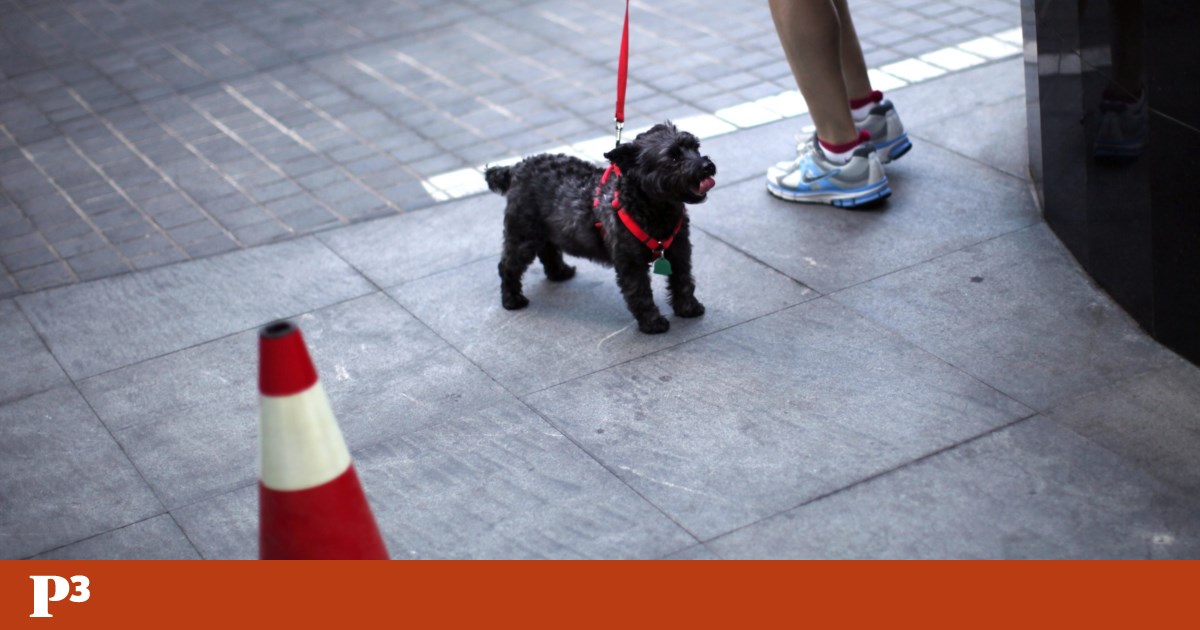 Três cães terão morrido electrocutados em espaços públicos de Lisboa e Odivelas | Animais
